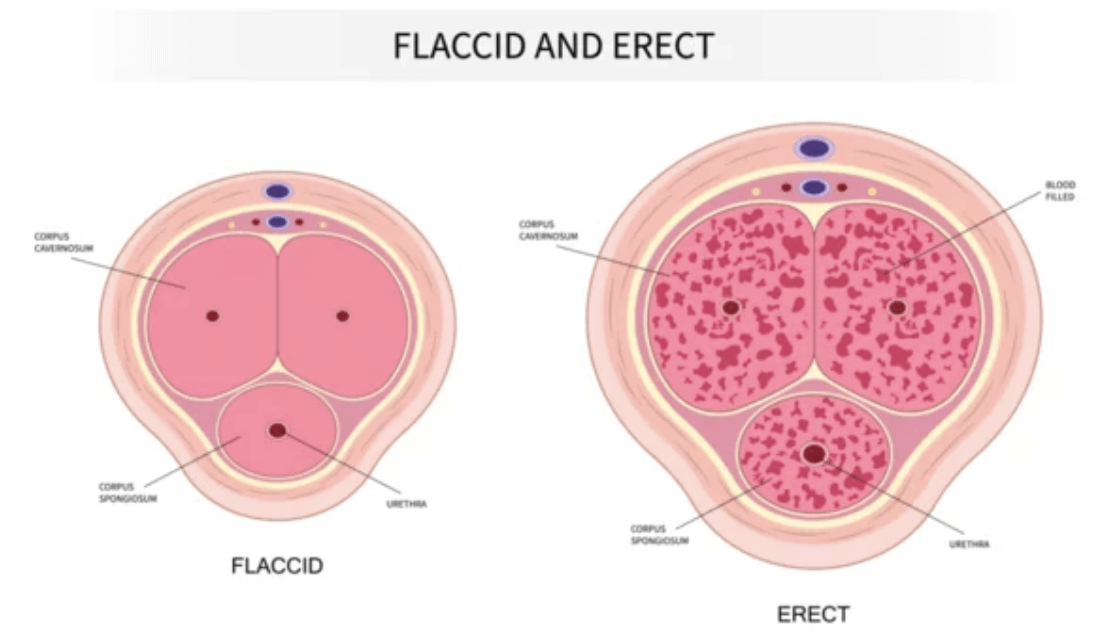 Flaccid and Erect | Erectile Dysfunction