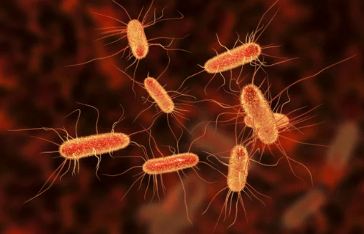 E Coli | Shigella | Condom Depot Learning Center