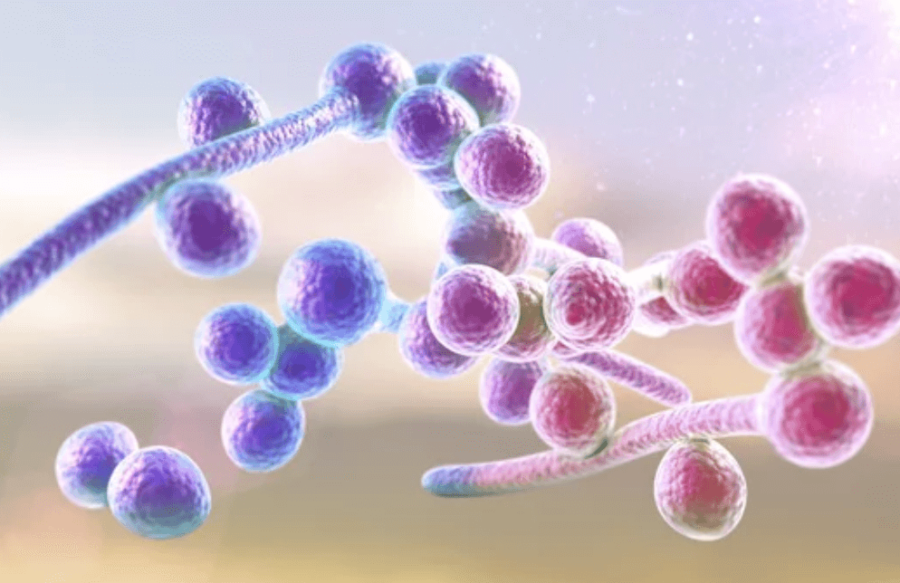 Fungus | Vaginal Health | Condom Depot Learning Center